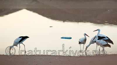 BB 10 0227 / Ciconia ciconia / Stork